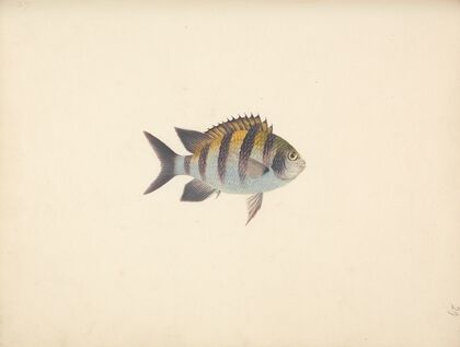 Unidentified Fish