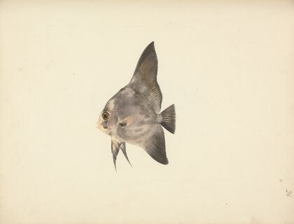 Unidentified Fish