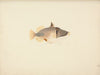Unidentified Fish