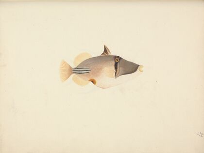 Unidentified Fish