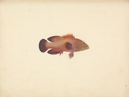Unidentified Fish