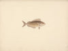 Unidentified Fish