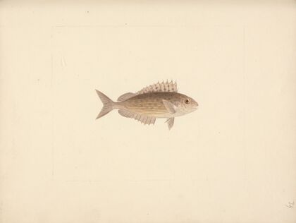 Unidentified Fish