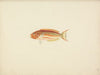 Unidentified Fish