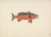 Unidentified Fish