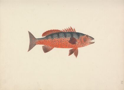 Unidentified Fish