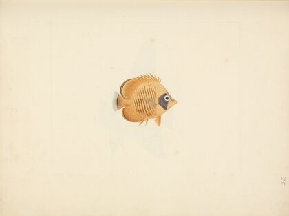 Unidentified Fish