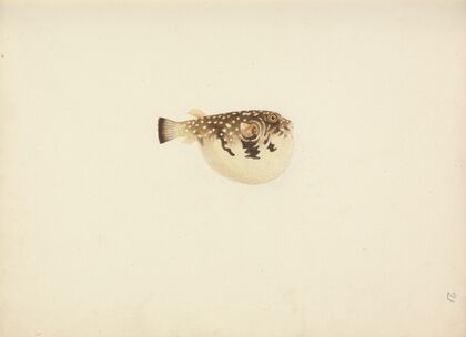 Unidentified Fish