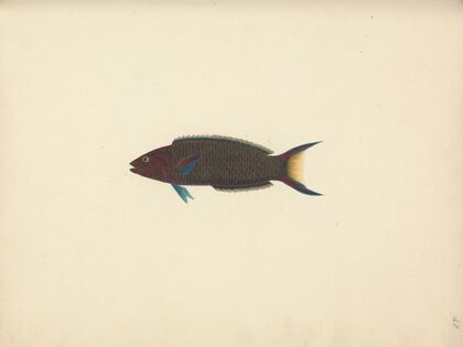 Unidentified Fish