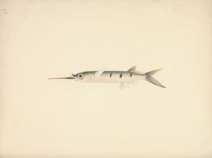 Unidentified Fish