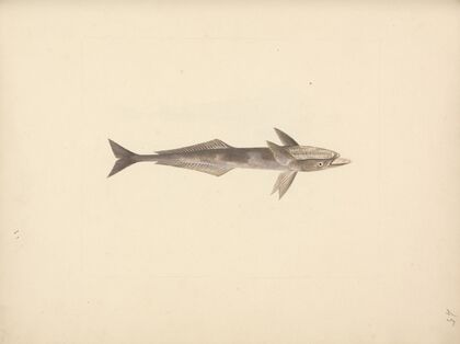 Unidentified Fish