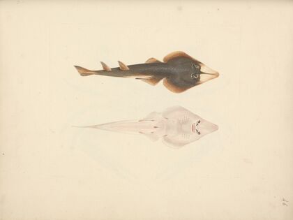 Unidentified Fish