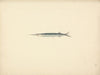 Unidentified Fish