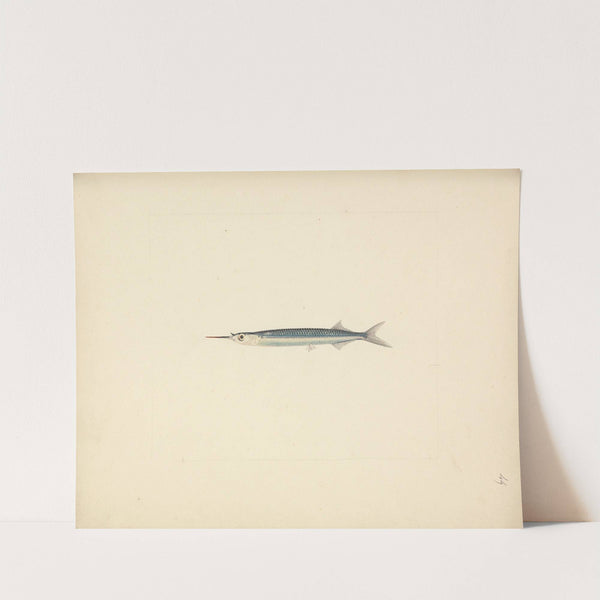 Unidentified Fish by Luigi Balugani