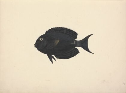 Unidentified Fish