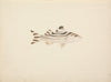 Unidentified Fish