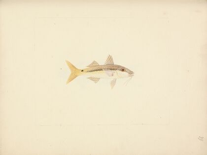 Unidentified Fish