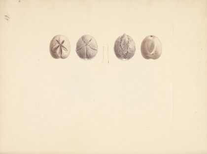 Unidentified Sand Dollar