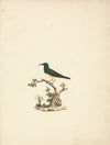 Unidentified Sunbird