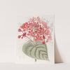 Unlucky Clerodendron by Sydenham Edwards