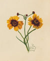 Untitled (1875)