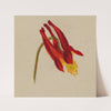 Untitled (1874) by Mary Vaux Walcott