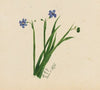 Untitled (1875)