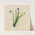 Untitled (1875) by Mary Vaux Walcott