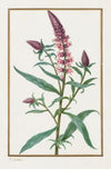 Untitled (1828–1835)