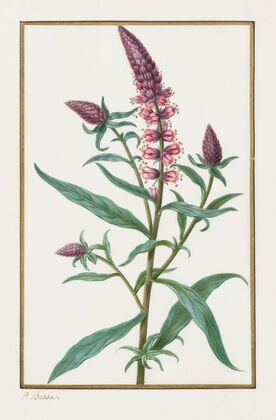 Untitled (1828–1835)
