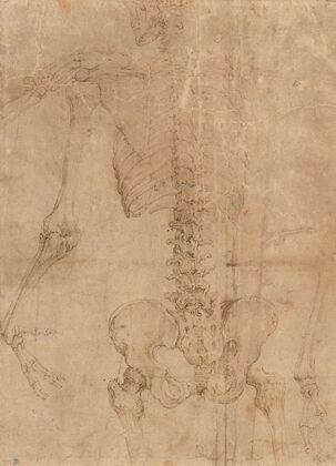 Upper Half of Skeleton from the Back (early 1540s)