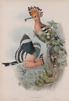Upupa epops. Hoopoe. (1862-1873)