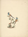 Uraeginthus bengals (Red Cheeked Cordon Bleu)