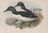Uria troile. Common Guillemot. (1862-1873)