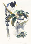Urocissa cucullata