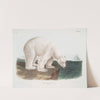 Ursus maritimus, Polar Bear. (Male.) (1845-1848) by John Woodhouse Audubon