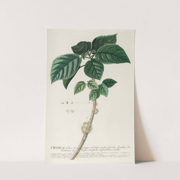 Urtica by Georg Dionysius Ehret