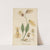 Utricularia alpina by William Jackson Hooker