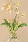 Utricularia montana