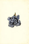 Vaccinium corymbosum: Stanley