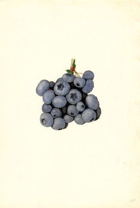 Vaccinium corymbosum: Stanley