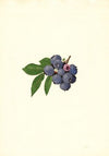 Vaccinium corymbosum: Weymouth