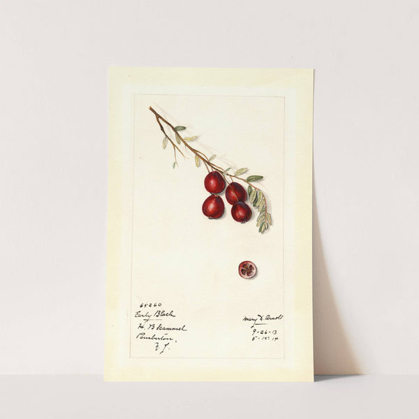 Vaccinium macrocarpon: Early Black by Mary Daisy Arnold