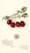Vaccinium macrocarpon: Metallic Bell