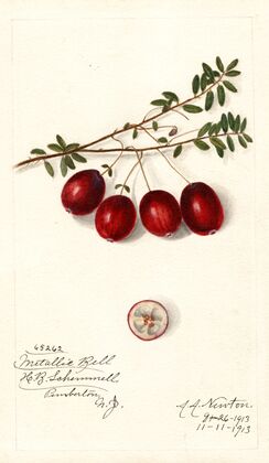 Vaccinium macrocarpon: Metallic Bell