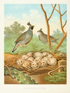 Valley Quail of California
