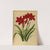 Vallota Purpurea ( Amaryllis ) (1872-1881) by Arentina Hendrica Arendsen