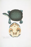 Valvular Trionyx, Emyda punctata, (Trionyx granosus).