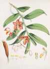 Vanda Cathcarti, Lindley. (1855)