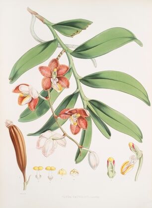 Vanda Cathcarti, Lindley. (1855)
